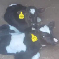 ۲راس گوساله شیری