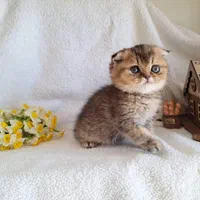 بچه گربه اشرافی|گربه|اهواز, رسالت|دیوار