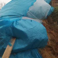 یونجه و مقداری کاه گندم