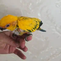 طوطی خورشیدی پشت زرد|پرنده|سنندج, |دیوار