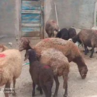 گوسفنددامازلق پنج عددجوان وبره دار وپرشیر|حیوانات مزرعه|تبریز, |دیوار