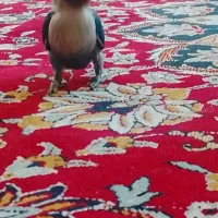 کوتوله دستی|پرنده|اردکان, |دیوار