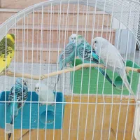 تعدادی مرغ عشق