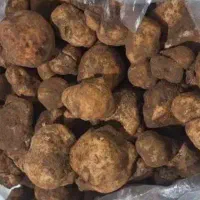 دنبلان دنبل کوهی