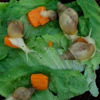 حلزون طبی آچاتنا ( غول پیکر )