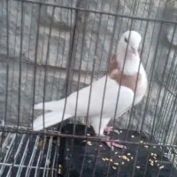 کبوتر طوقی نر|پرنده|گلبهار, شهر جدید گلبهار|دیوار