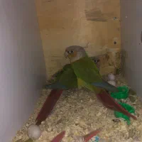 دوجفت گرینچیک با جوجه