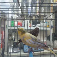 قناری نر شلاقی چمنی ابلغ پاکسازی شده در شهرضا|پرنده|شهرضا, |دیوار