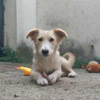 واگذاری رایگان سگ|سگ|ساری, |دیوار