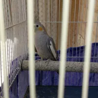 پرنده|پرنده|مشهد, جاهد شهر|دیوار