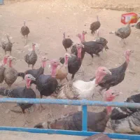 فروش 25 عدد بوقلمون سالم و با کیفیت|حیوانات مزرعه|اندیمشک, |دیوار