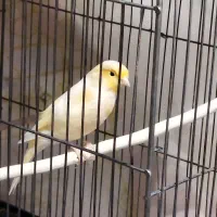 فروش انواع قناری خانگی|پرنده|کنگاور, |دیوار