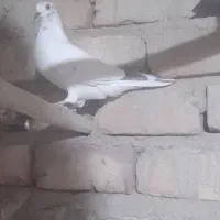 کبوتر ماده پرشی|پرنده|قم, آزادگان|دیوار