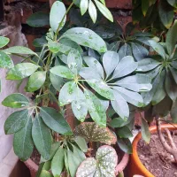 گل آپارتمانی ۱۵۰تومان|گل و گیاه طبیعی|میاندوآب, |دیوار