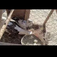 کبوتر زوران