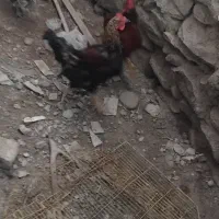 خروس لاری و محلی