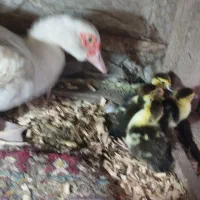 جوجه اردک مسکوی یا اسراییلی