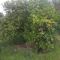 باغ یک هکتاری امتیاز آب و برق کوچکسرا