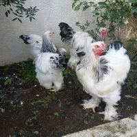 فروش چند جفت برهما لایت در بندرانزلی|حیوانات مزرعه|رشت, سعدی (تختی)|دیوار