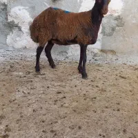 بره ماده هترو و همو