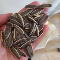 تخمه|خوردنی و آشامیدنی|خرمآباد, |دیوار