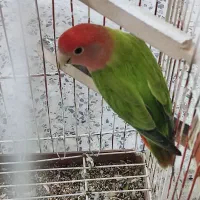 طوطی برزیلی