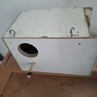 باسلام فروش لانه عروس هلندی