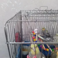 سه عدد عروس هلندی زیبا وسخنگو|پرنده|تهران, جوانمردان (اندیشه)|دیوار