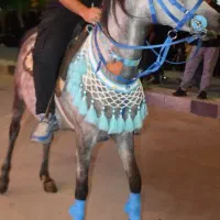 مادیان با کره|اسب و تجهیزات اسب‌سواری|سردرود, |دیوار