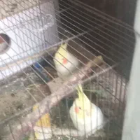 عروس هلندی|پرنده|بندر ماهشهر, |دیوار