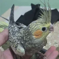 عروس هلندی جفت و جوجه