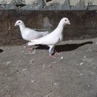 کفتر سفید بغدادی