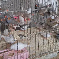 فنج بالغ|پرنده|ری, امین آباد|دیوار