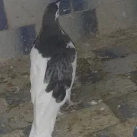 جوانه خال مگسی|پرنده|تربت جام, جامی|دیوار