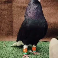 اشعل بی کاکل فوق عتیقه صورت فوق زیبا