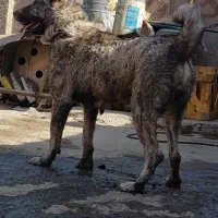 ماده افقان گلهی