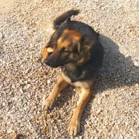 سگ ژرمن اصلی