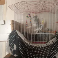 عروس هلندی|پرنده|اسلامشهر, شهرک قائمیه|دیوار