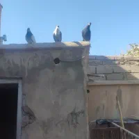 فروش ۱۱ کبوتر مجموعه کامل