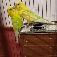 مرغ عشق مولد سالم سلامت|پرنده|بومهن, |دیوار