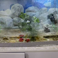 آکواریوم ماهی|ماهی|لامرد, |دیوار