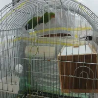 طوطی برزیلی