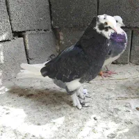 شازده سبزه پاپر کاکلی