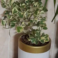 زاموفیلیا  یوکا    دلتا|گل و گیاه طبیعی|برخوار, |دیوار