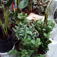 انواع گل های  طبیعی و مصنوعی  در گلکده فلورا|گل و گیاه طبیعی|مهاجران, |دیوار