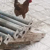 مرغ و خروس