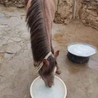 فروشی|اسب و تجهیزات اسب‌سواری|شاهین دژ, |دیوار