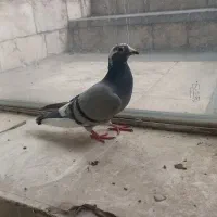 کفتر سبز ماده