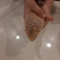 همستر و خوکچه هندی جفتشون با قفس لوازم