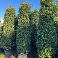 فروش یاس هلندی ( هرمی و پیوندی )